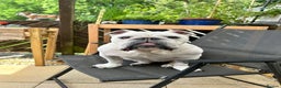 English Bulldog dogs for sale: English Bulldog Looking For New Home  - Advert 12