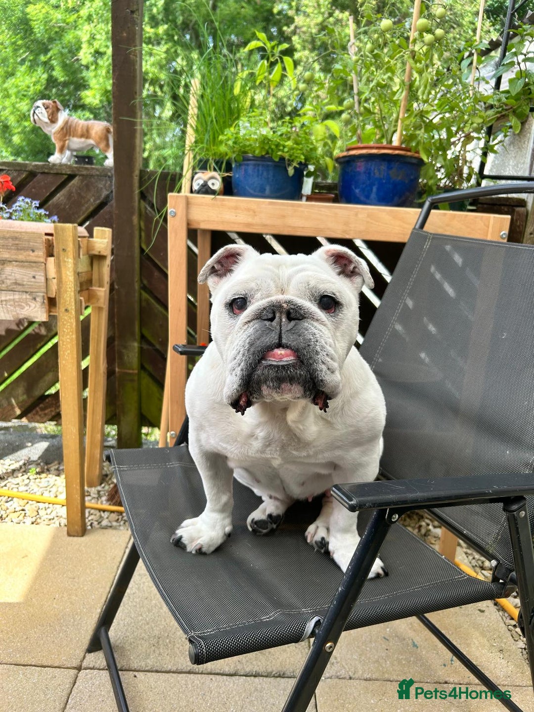 English Bulldog dogs for sale: English Bulldog Looking For New Home  - Advert 12