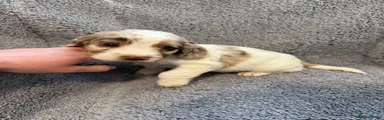 Cocker Spaniel Puppy 4