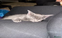 Bengal cats for sale: Missy - Image 5