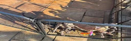 Whippet dogs for sale: 5 beautiful whippet puppies - Advert 3