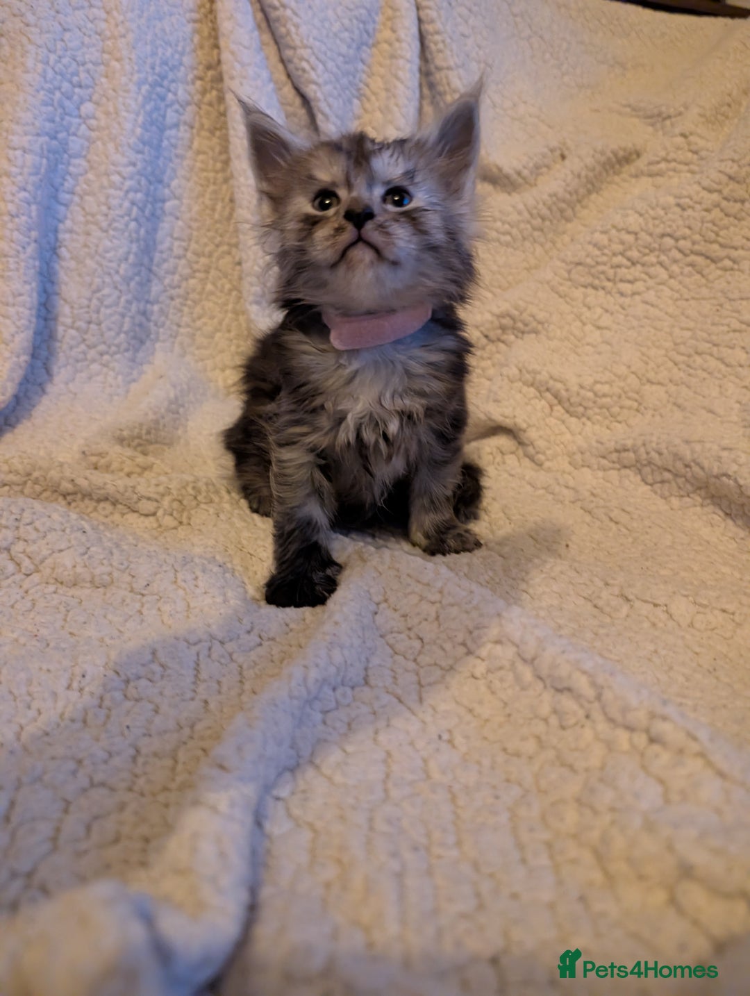 Maine Coon cats for sale: 6 Beautiful main coon kittens - Advert 25