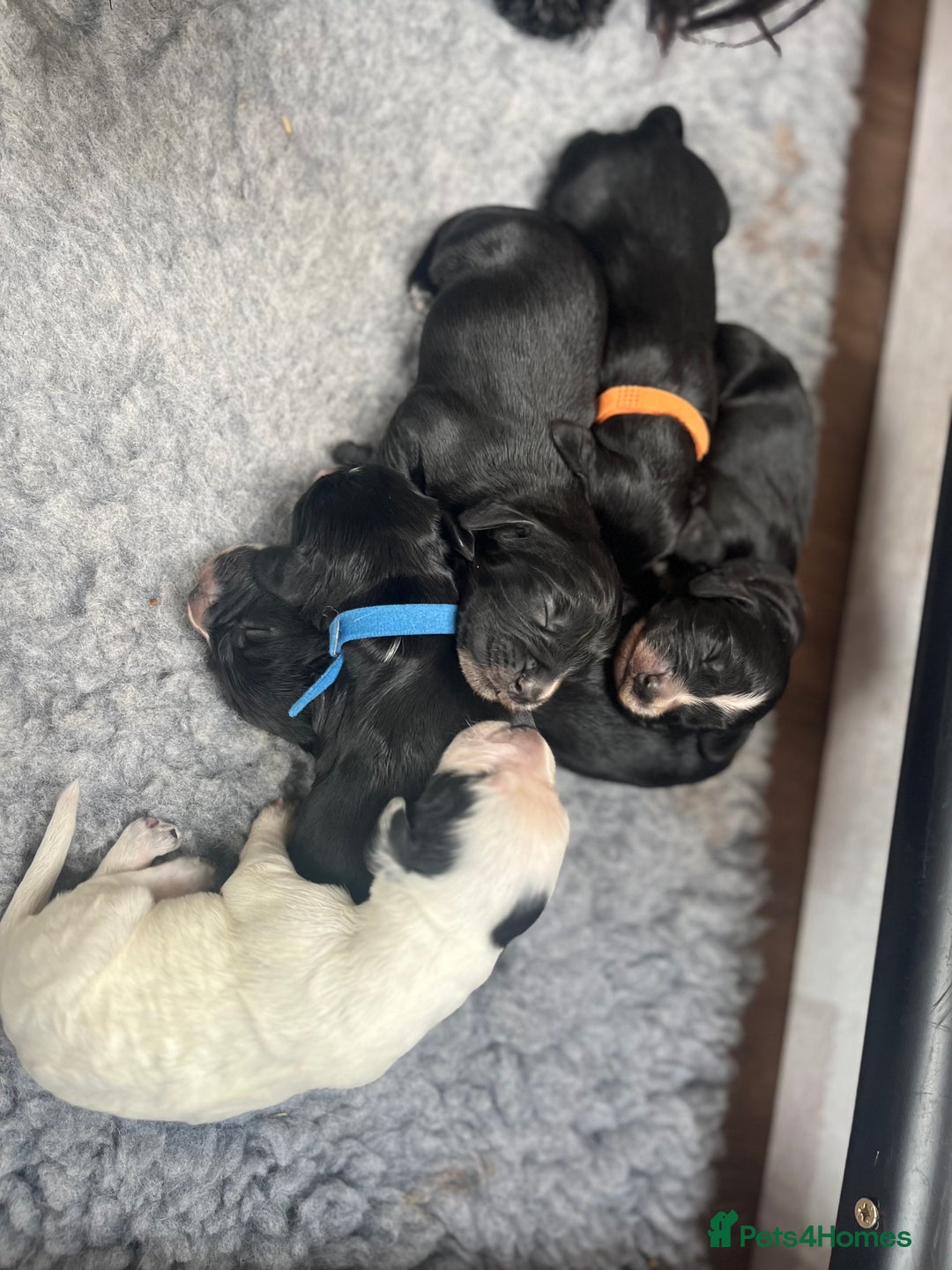 Cocker Spaniel dogs for sale: Beautiful Working Cocker Spaniel Puppies for Sale - Image 4