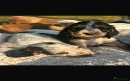 Cocker Spaniel dogs for sale: STUNNING Rizi Bizi sired Cocker puppies DNA Tested - Image 27