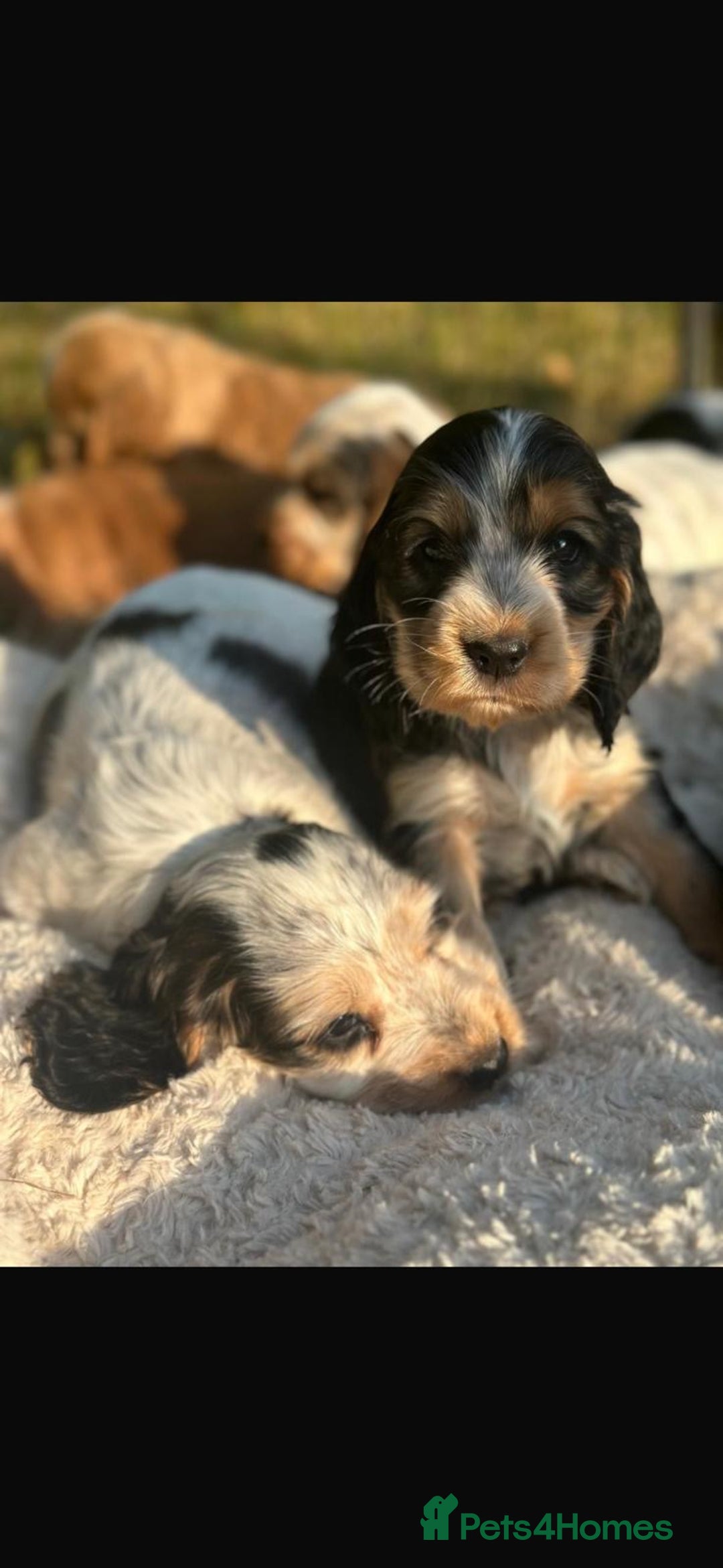 Cocker Spaniel dogs for sale: STUNNING Rizi Bizi sired Cocker puppies DNA Tested - Image 27