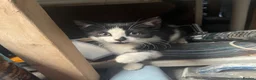 Mixed Breed cats for sale: Kitten for sale - Advert 2
