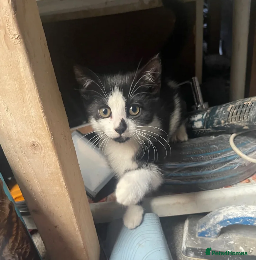 Mixed Breed cats for sale: Kitten for sale - Advert 2