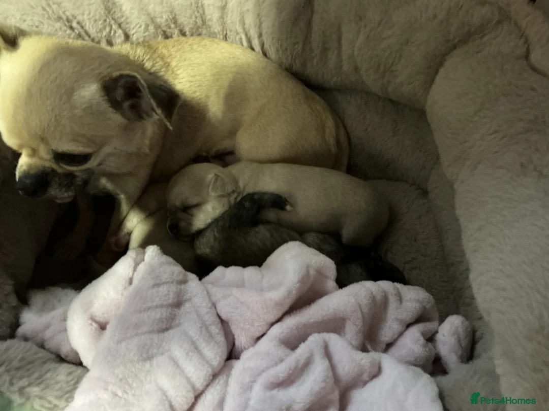 Chihuahua dogs for sale: Chihuahuas  - Advert 3