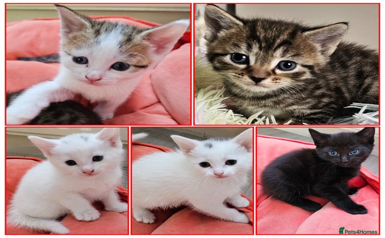 Mixed Breed cats - Advert 5