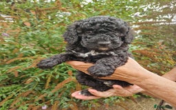 Cockapoo dogs for sale: VANASUZE SHOW TYPE F1b COCKAPOOS - Image 3