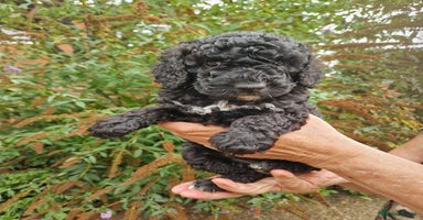 Cockapoo dogs - Advert 12