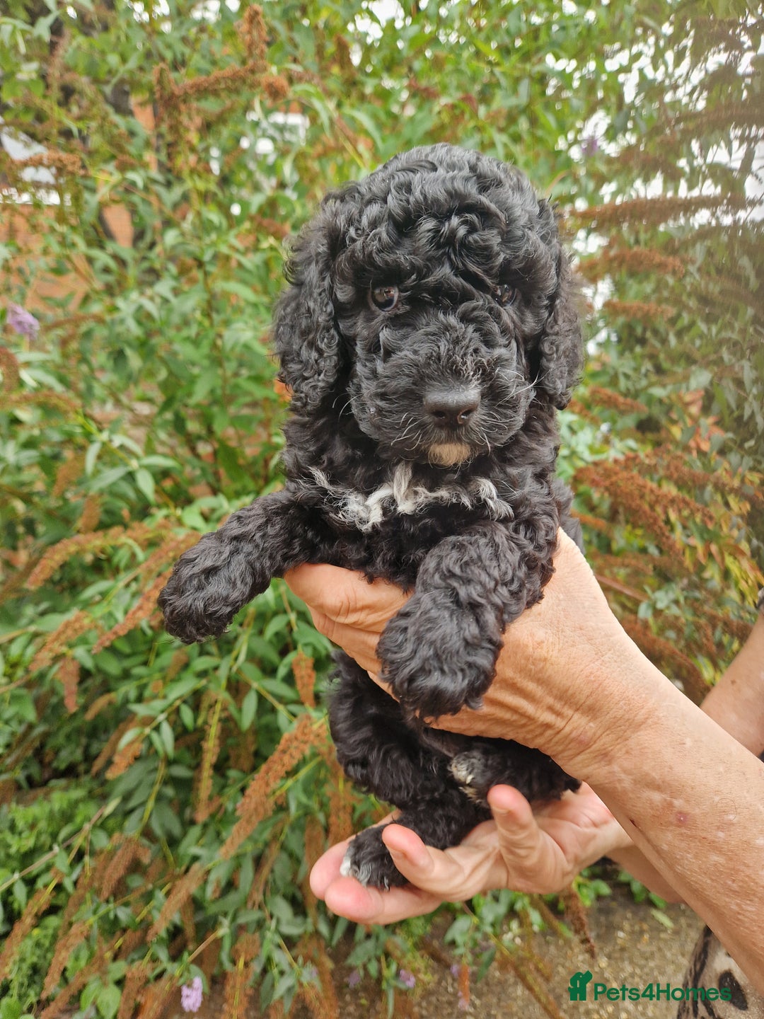 Cockapoo dogs for sale: VANASUZE SHOW TYPE F1b COCKAPOOS - Image 3