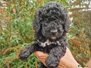 Cockapoo dogs - Advert 2