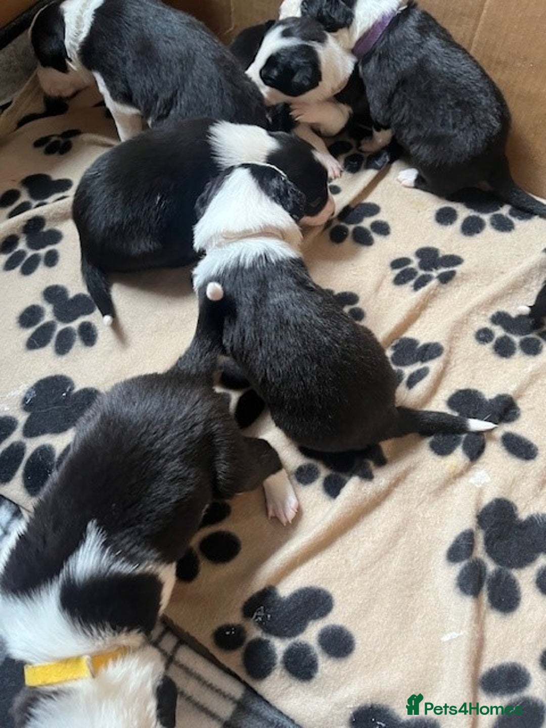 Border Collie dogs for sale: Border Collie Puppies - Image 22