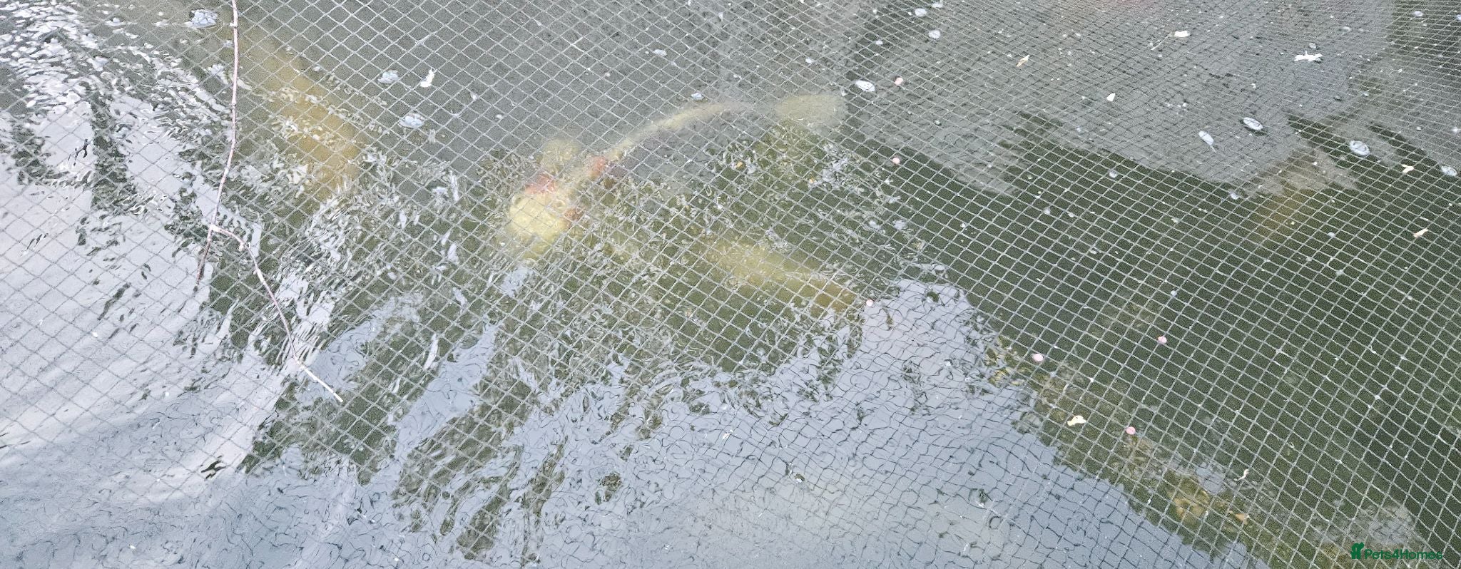 Koi Carp fish koi for sale - Advert 1