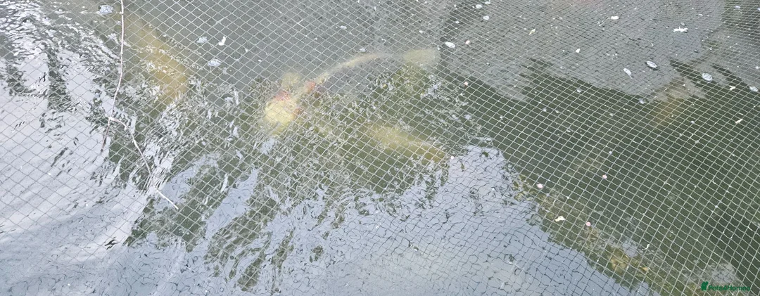 Koi Carp fish for sale: koi for sale in Potters Bar - Advert 1
