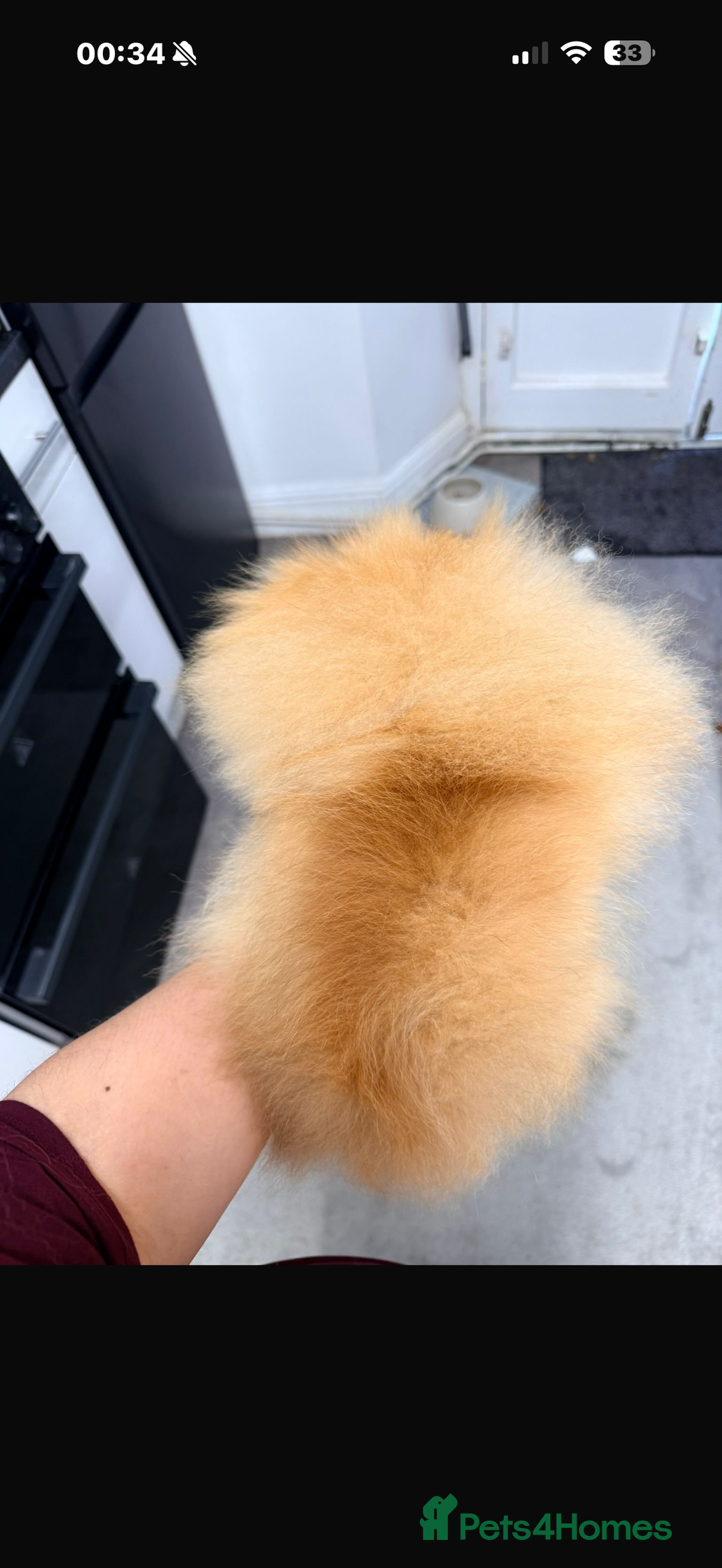 Pomeranian dogs for sale: Chocolate 😍🧸🤎✨ - Advert 14