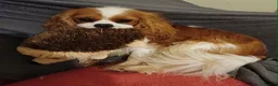 Cavalier King Charles Spaniel dogs for sale: KC health tested outgoing male in Llandysul - Advert 2