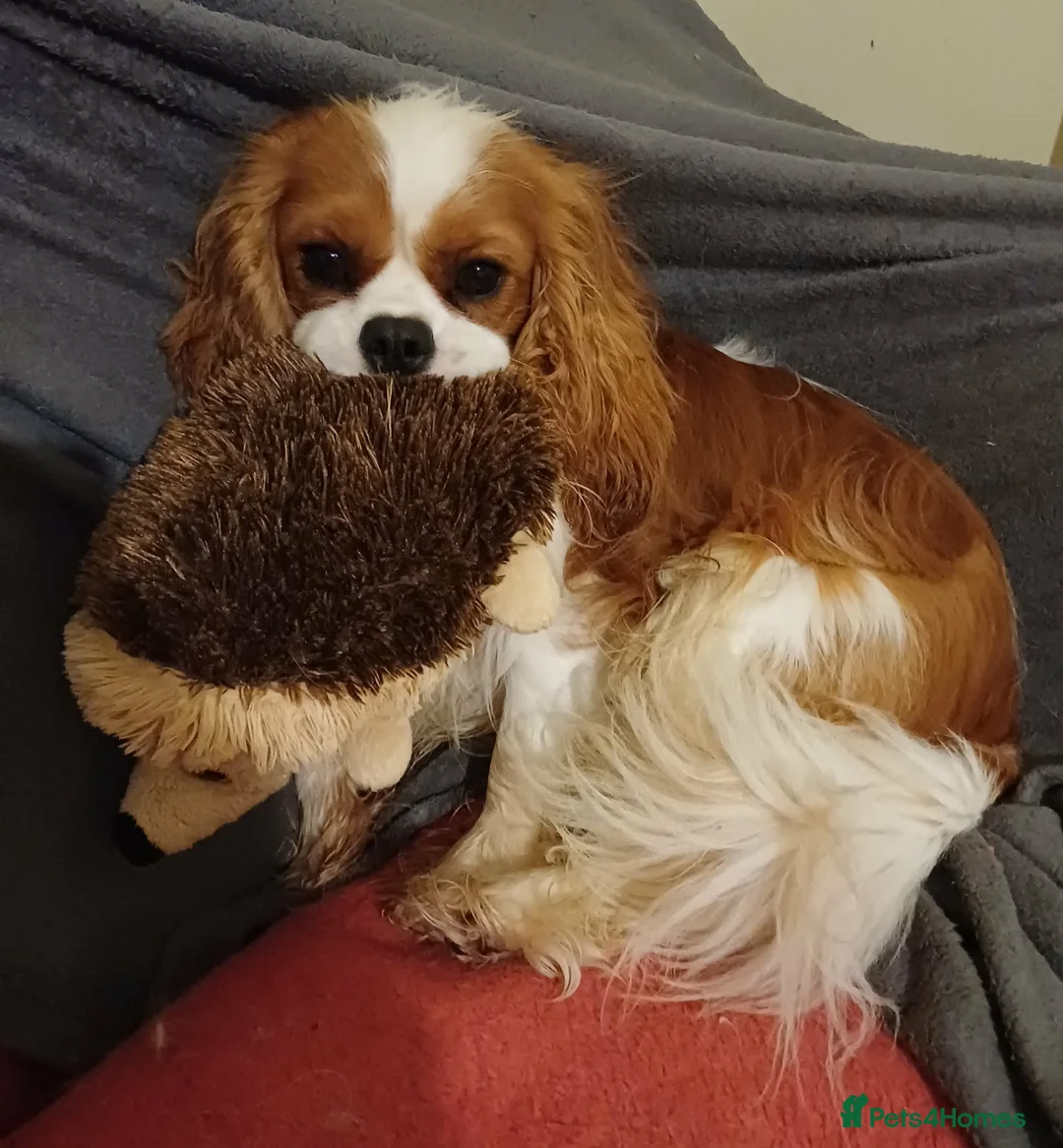 Cavalier King Charles Spaniel dogs for sale: KC health tested outgoing male in Llandysul - Advert 2