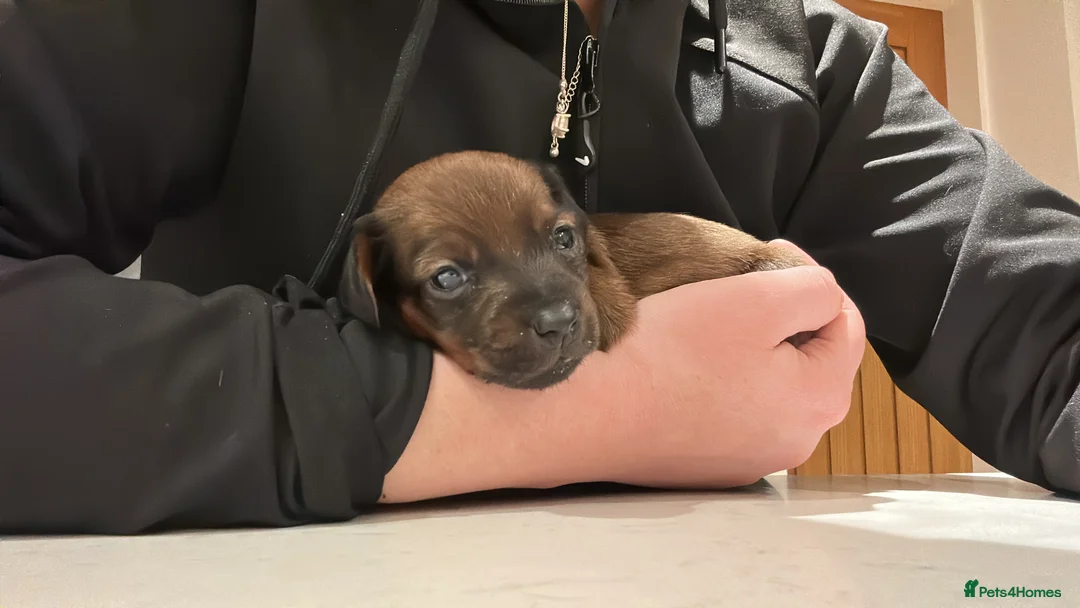 Mixed Breed dogs for sale: Patterdale X Jack Russell  - Advert 9