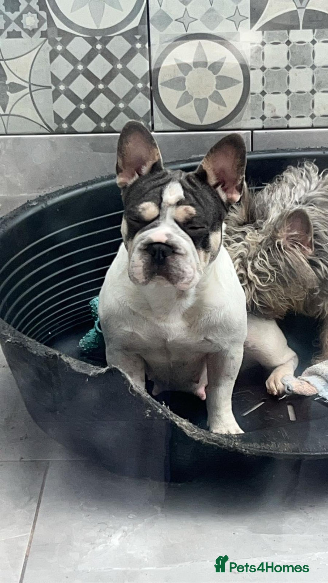 French Bulldog dogs for sale: 5 French bulldog puppies. Pied fluffy - Advert 4