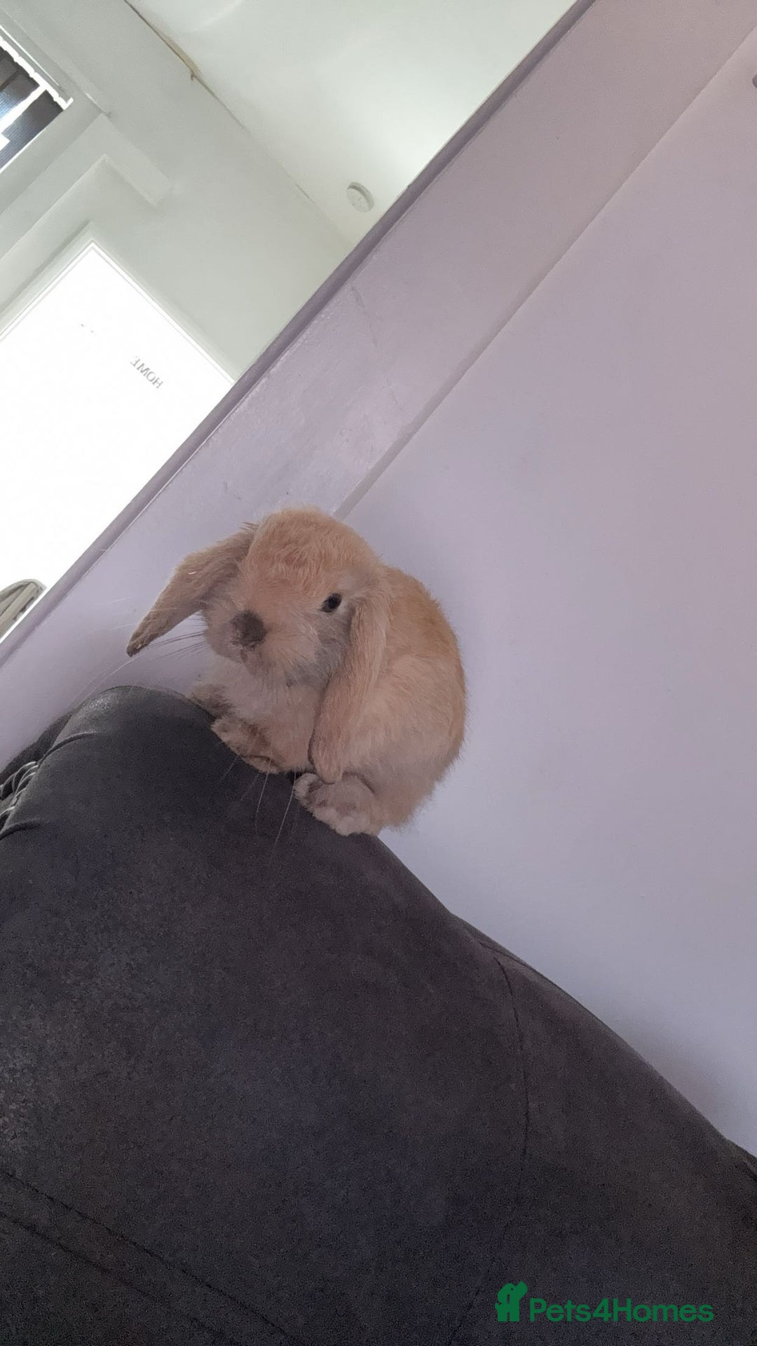 Mini Lop rabbits for sale: Mini lop female  - Image 1
