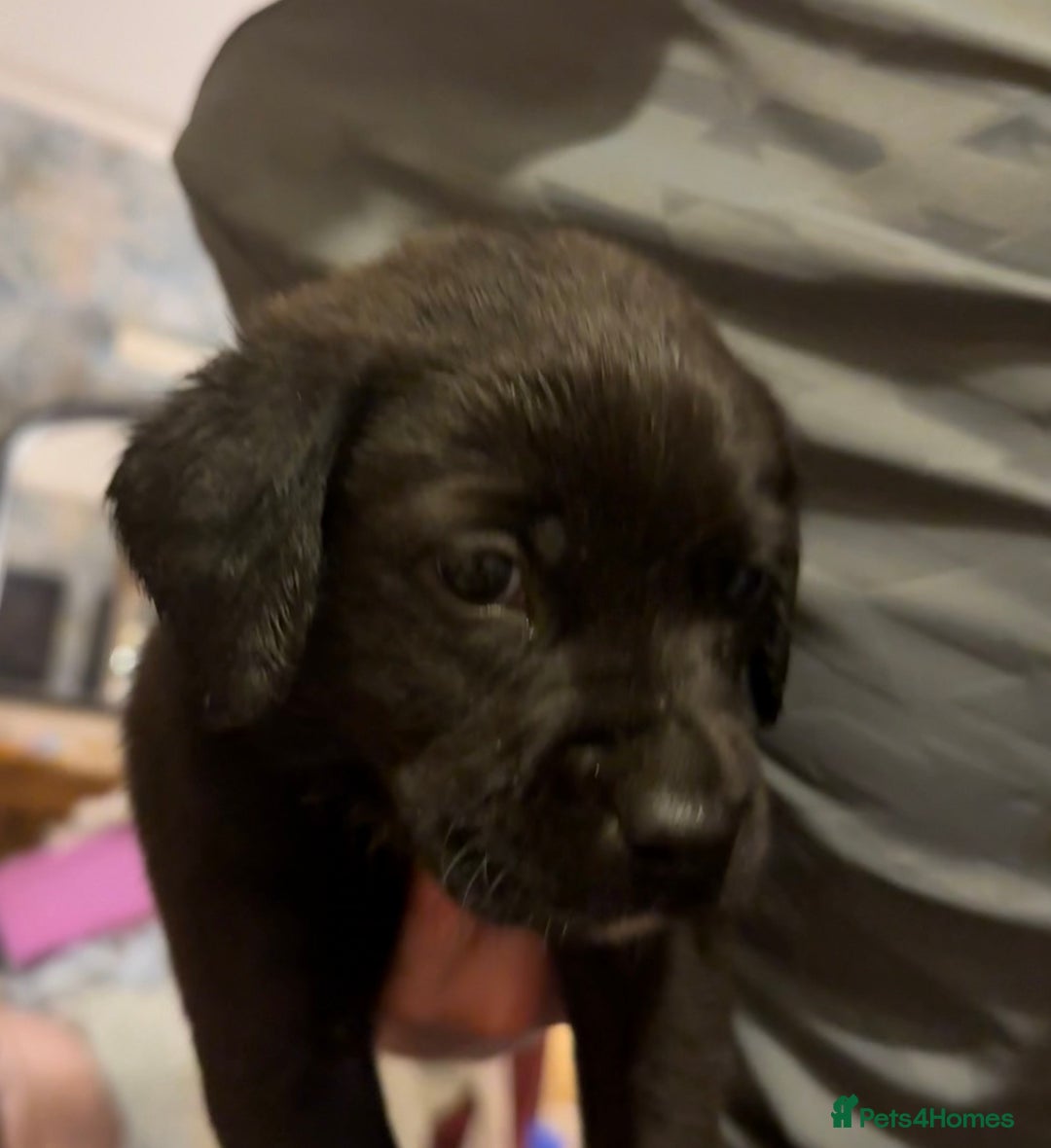 Labrador Retriever dogs for sale: Labrador X Boxerdore puppies  - Advert 5