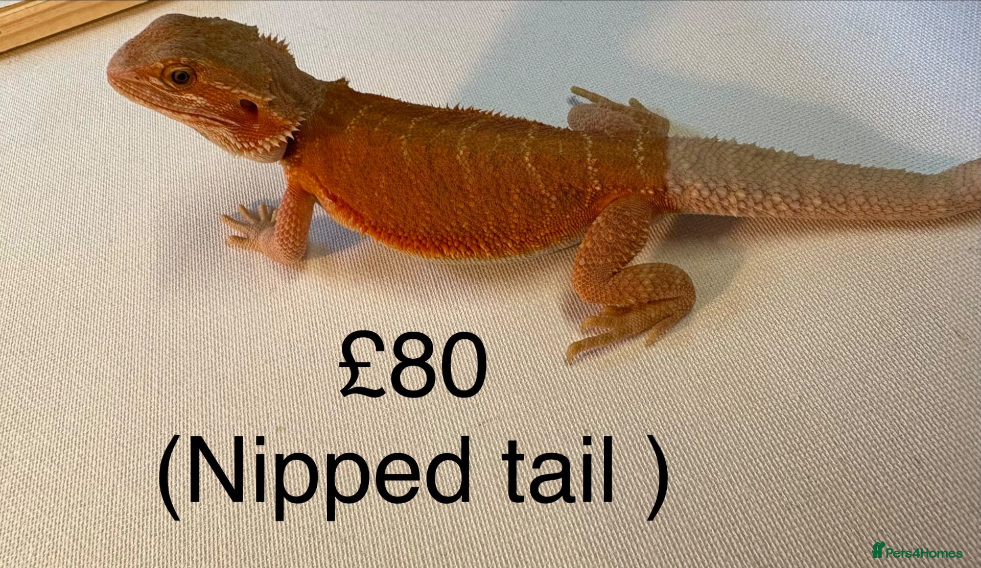 Bearded Dragon reptiles Stunning baby bearded dragons  - Advert 1