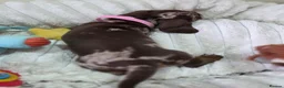 Miniature Dachshund dogs for sale: Kc Miniature Dachshund ❤️ - Advert 3