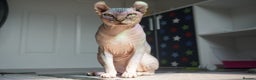 Sphynx cats for stud: Black tabby Sphynx Elf for STUD in Oldham - Advert 8