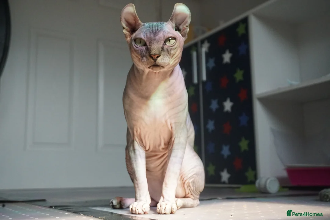 Sphynx cats for stud: Black tabby Sphynx Elf for STUD in Oldham - Advert 8