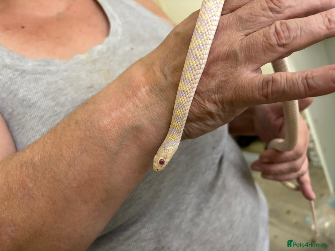 Garter Snake reptiles for sale: Beautiful garter snake for sale - Advert 3