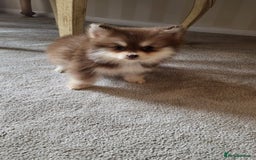 Pomsky dogs for sale:  toy size multi-generational pomsky puppies  - Image 8