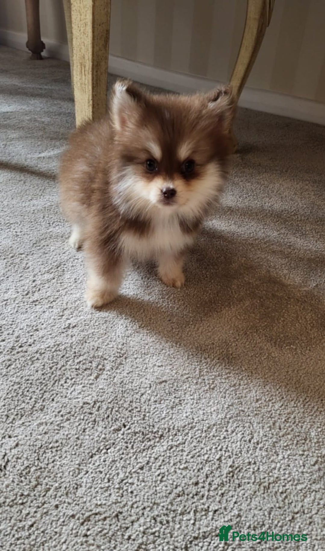 Pomsky dogs for sale:  toy size multi-generational pomsky puppies  - Image 8