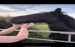 Welsh Section D horses for sale: Section D beautiful Black Mare Magic - Image 29
