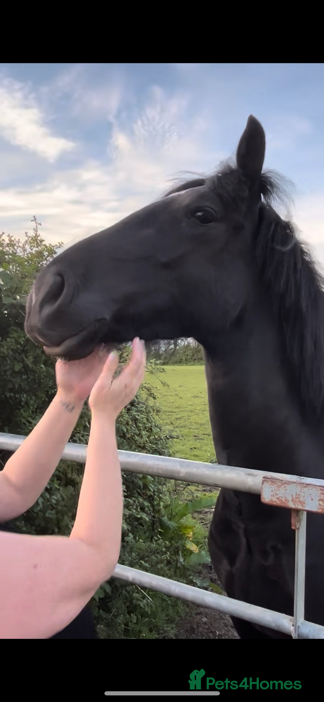 Welsh Section D horses for sale: Section D beautiful Black Mare Magic - Image 29