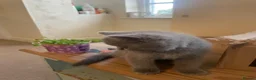Russian Blue cats for sale: New litter 8wk Russian Blue British Shorthair boys - Advert 13