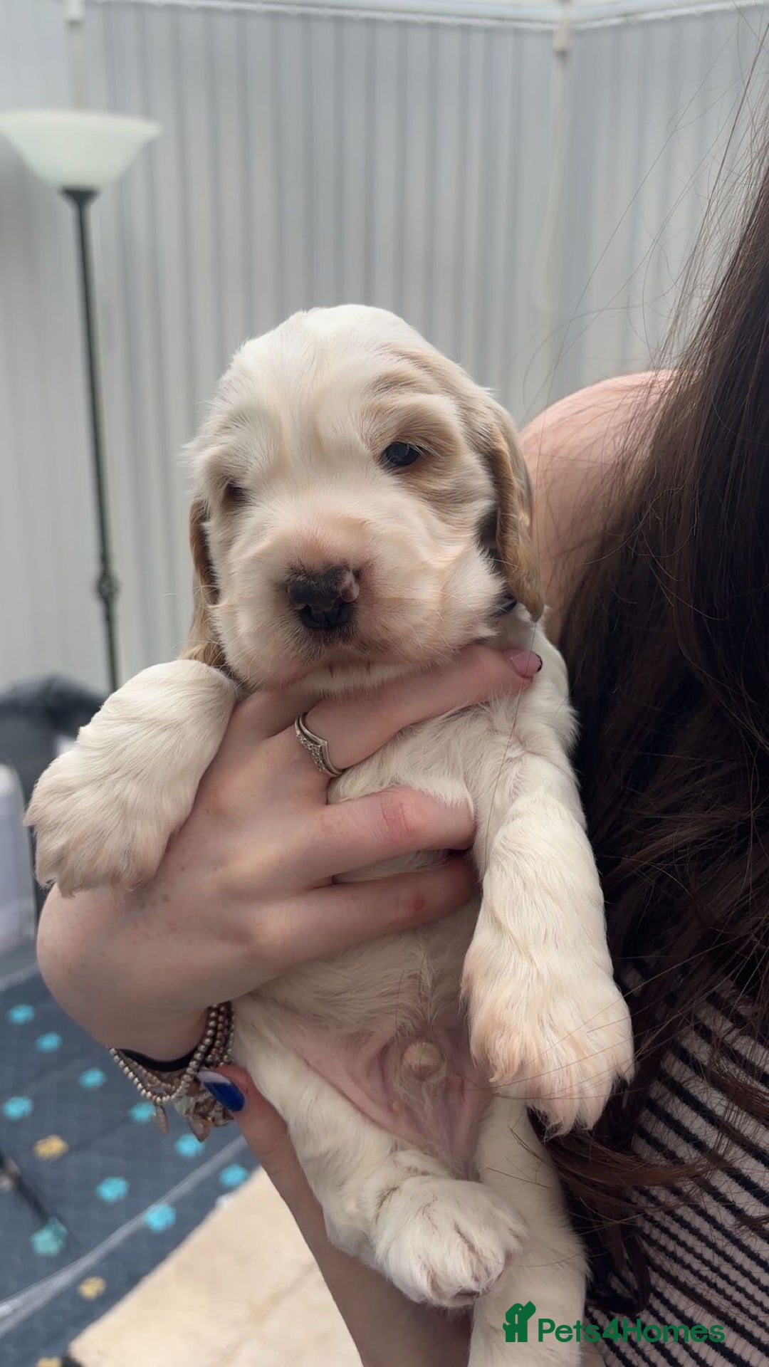Cocker Spaniel dogs for sale: Litter of quality show Cocker spaniel puppies - Image 5