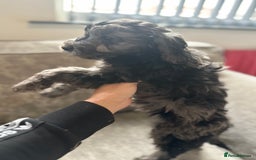 Cockapoo dogs for sale: Outstanding Cockapoos for sale  - Advert 6