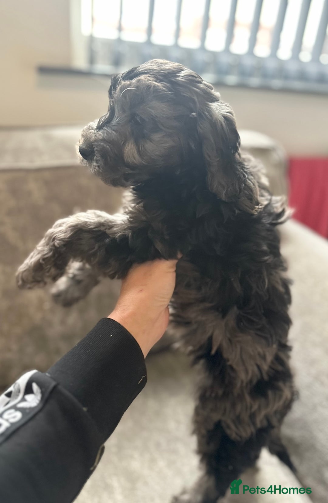 Cockapoo dogs for sale: Outstanding Cockapoos for sale  - Advert 6