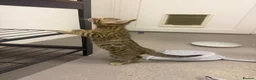 Bengal cats for sale: Beautiful Bengal x kittens  - Advert 22