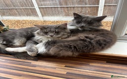 Maine Coon cats for sale: Maine coon mother and son  - Image 9