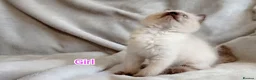 Ragdoll cats for sale: Beautiful Ragdoll Kittens Looking for Loving Homes - Advert 2