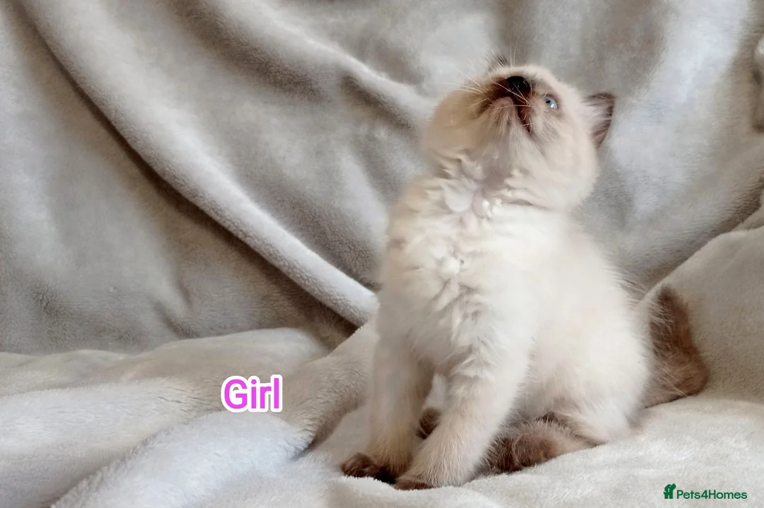 Ragdoll cats for sale: Beautiful Ragdoll Kittens Looking for Loving Homes - Advert 2