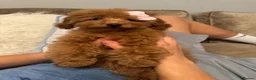 Toy Poodle dogs for sale: FCI toy poodle show line TINY pet only - Advert 4