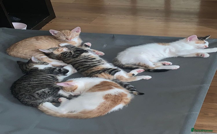 Mixed Breed cats - Advert 1