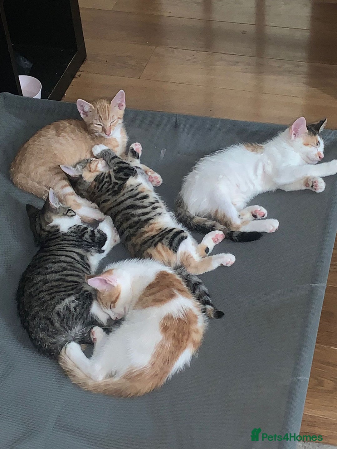 Mixed Breed cats for sale: Kittens for sale - Image 1