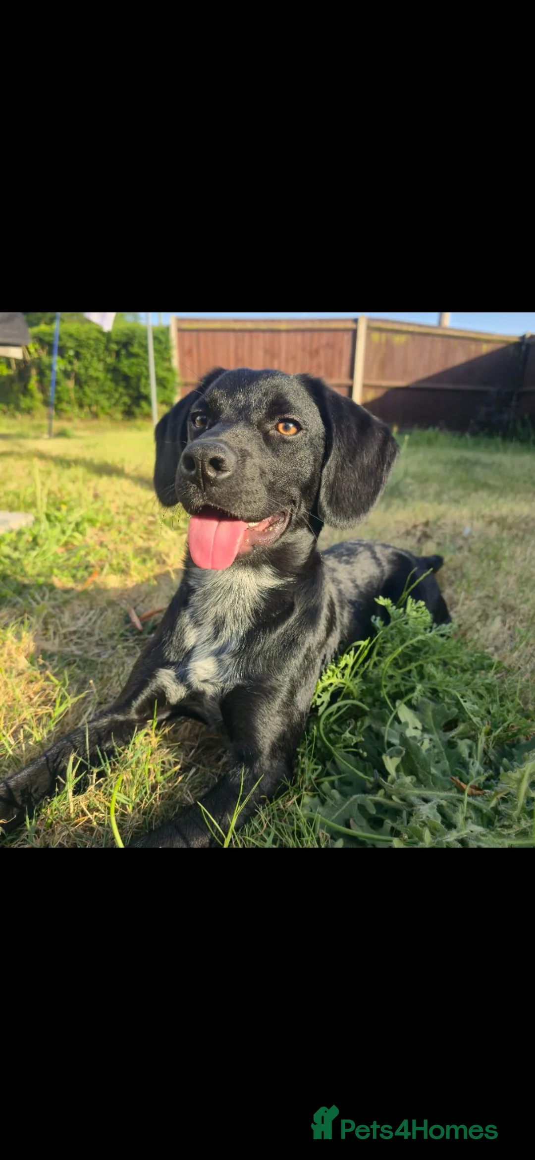 Sprocker dogs for sale: Female Sprocker in Southwold - Advert 3