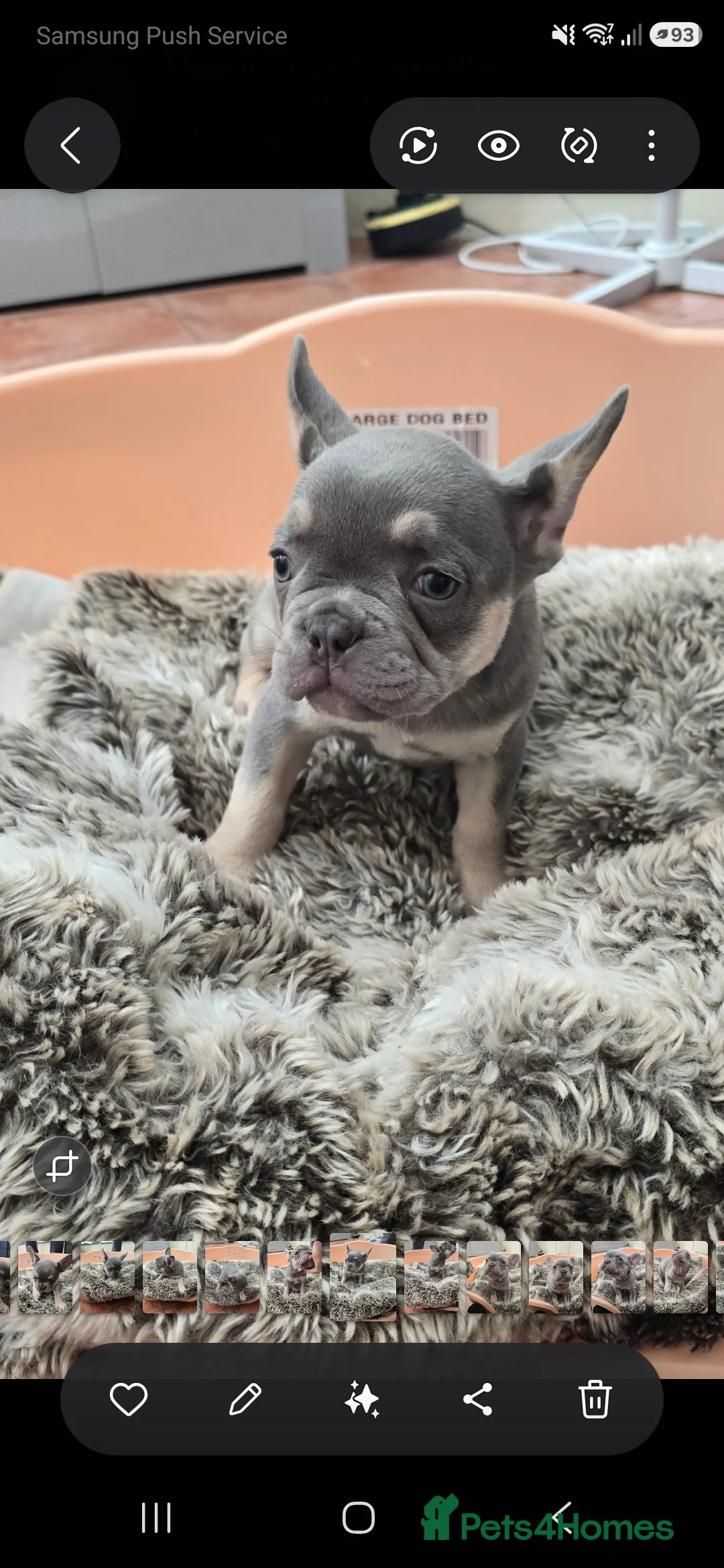 French Bulldog dogs for sale: French Fur Babies - Advert 2