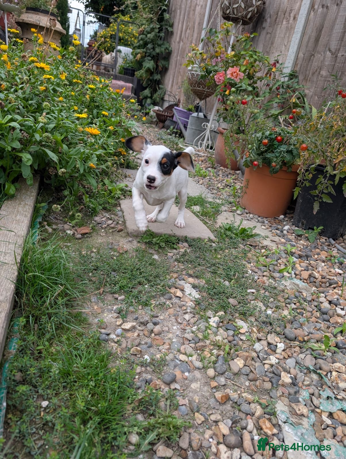 Jack Russell dogs Beautiful Jack Russell Puppies for sale 💙🐶🐾 - Advert 1